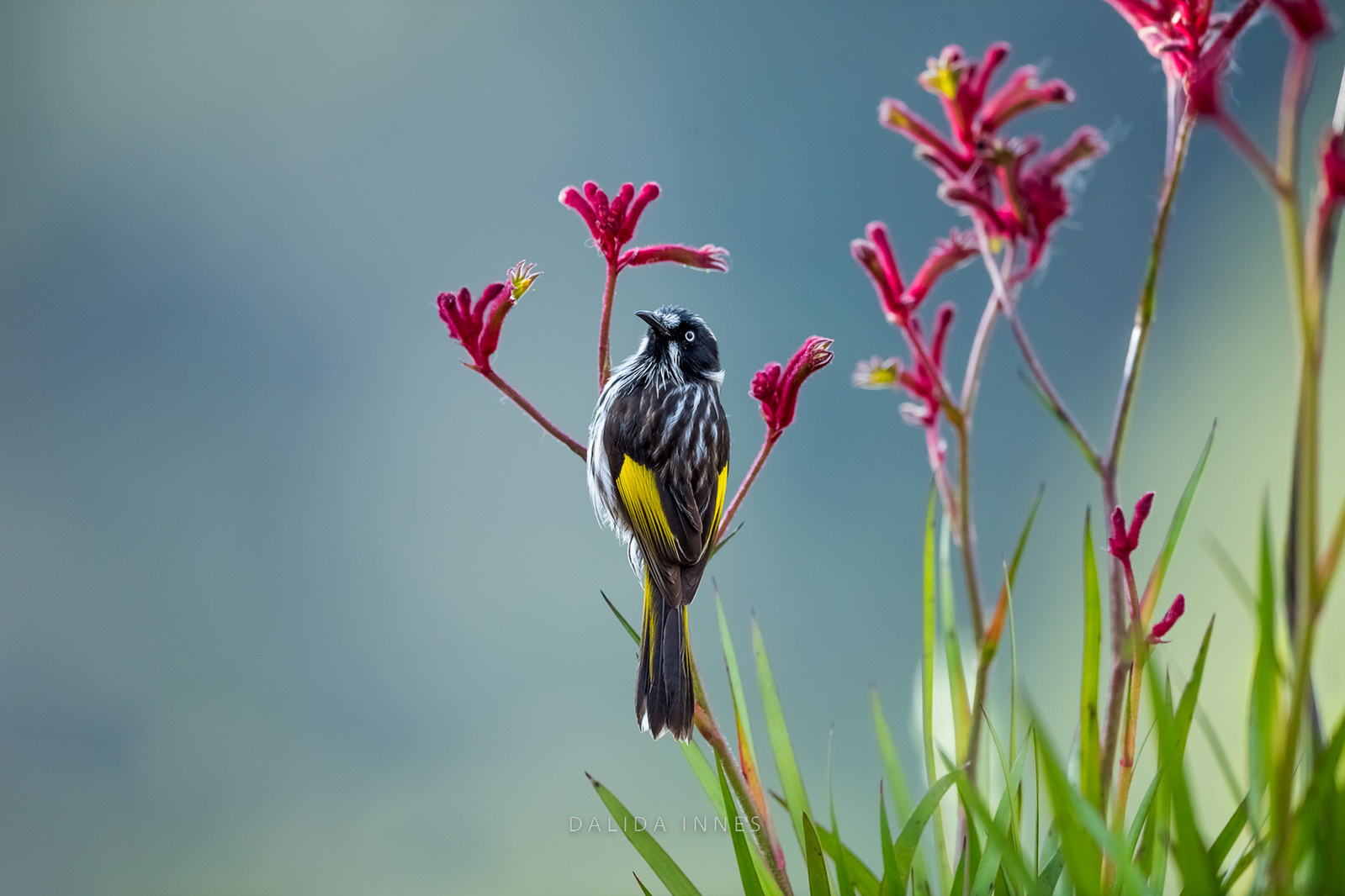 New Holland Honeyeater