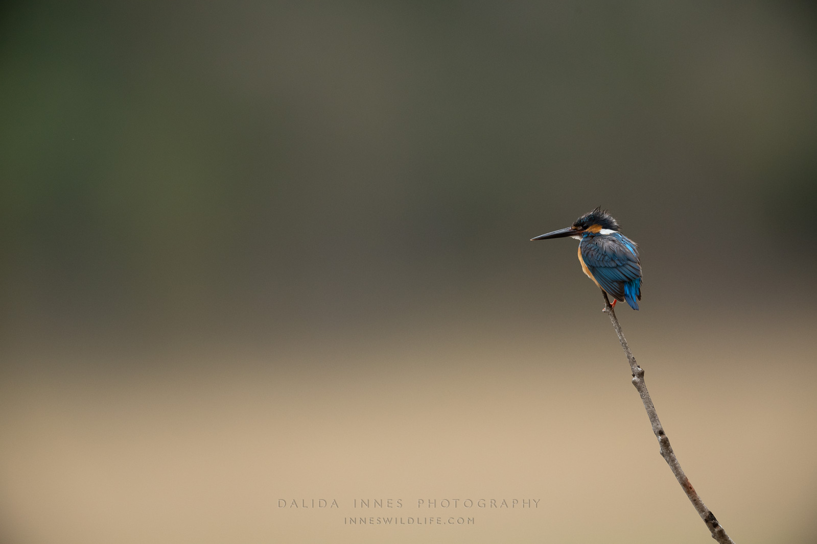 Mini kingfisher with clean background