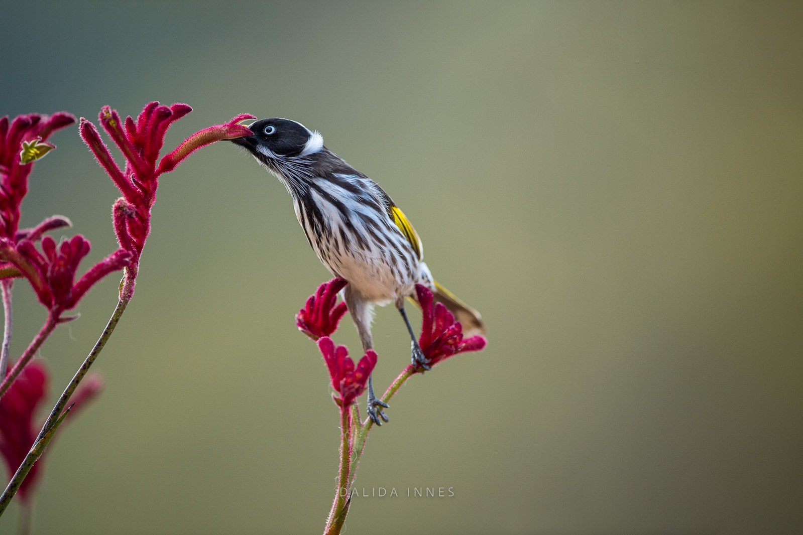 New Holland Honeyeater