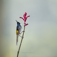 New Holland Honeyeater
