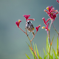 New Holland Honeyeater