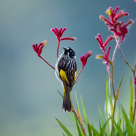 New Holland Honeyeater
