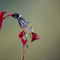 New Holland Honeyeater