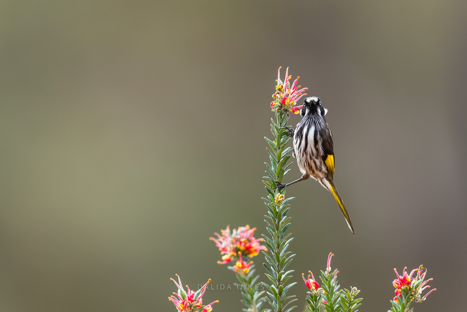 New Holland Honeyeater