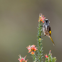 New Holland Honeyeater