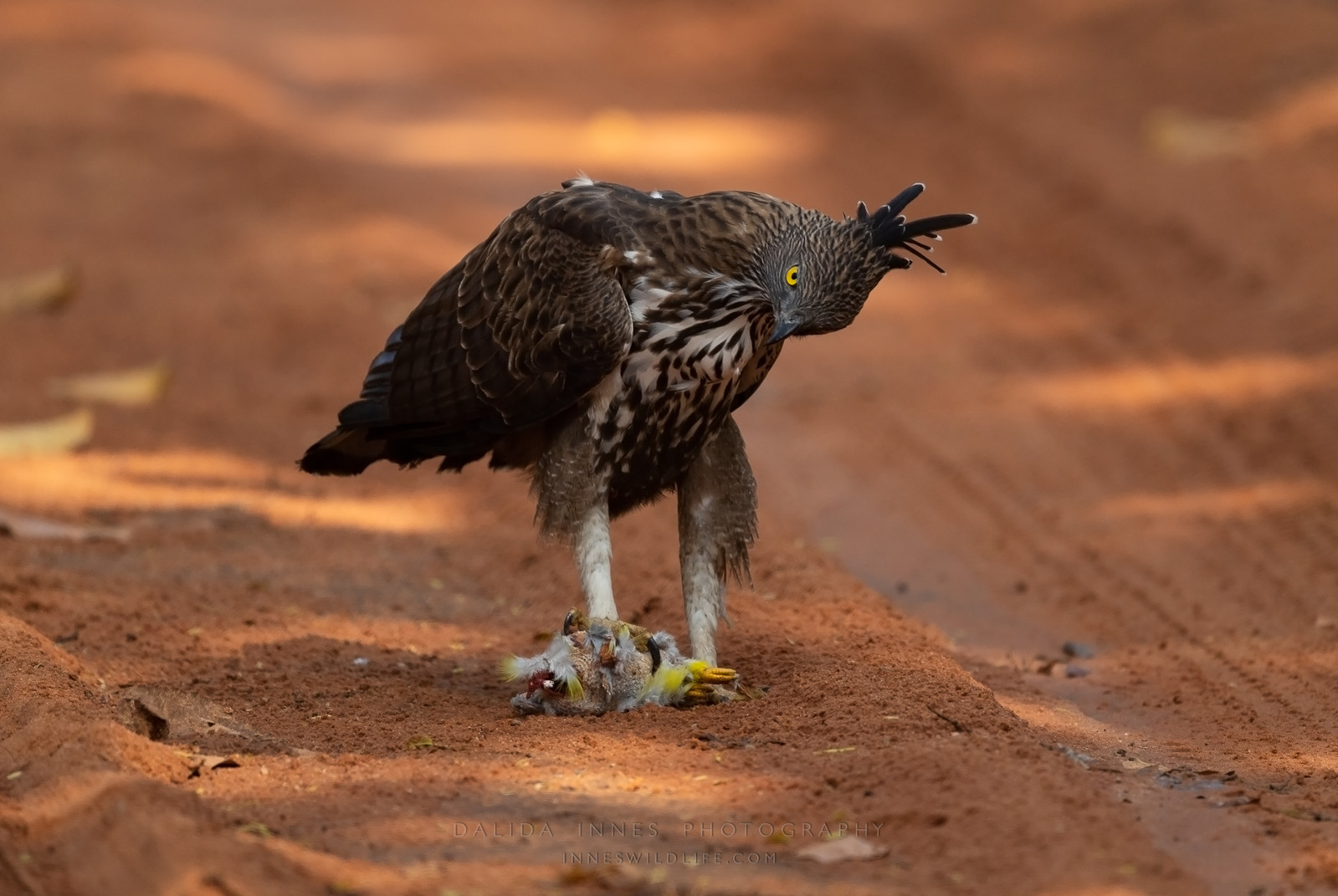 Crested Hawk Eagle holding between her claws the Yellow-footed Green Pigeon