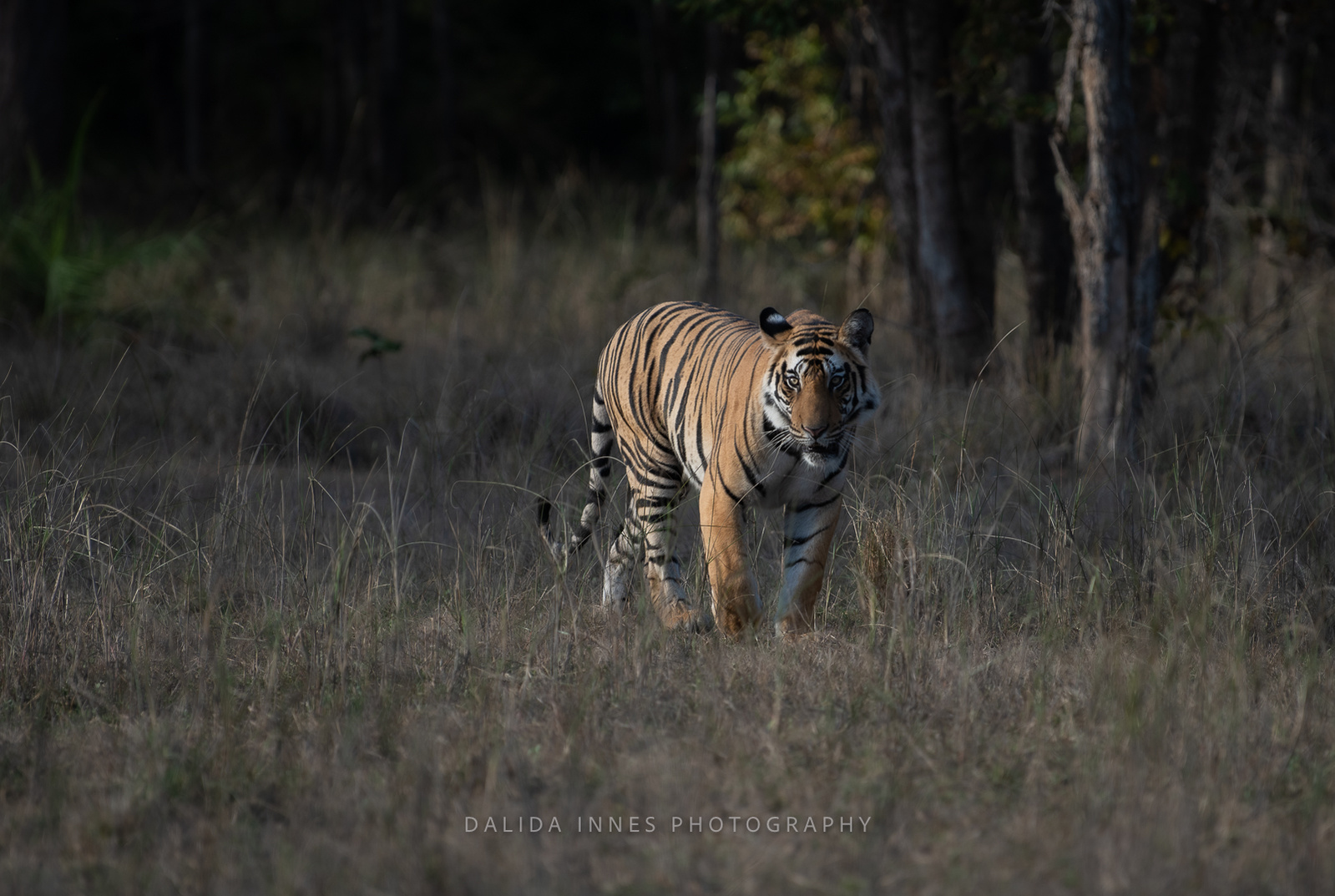 Tiger coming towards me