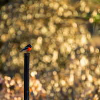 Red-Robin