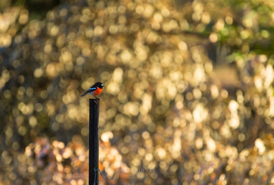Red-Robin