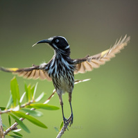 New Holland Honeyeater