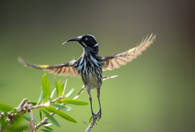 New Holland Honeyeater