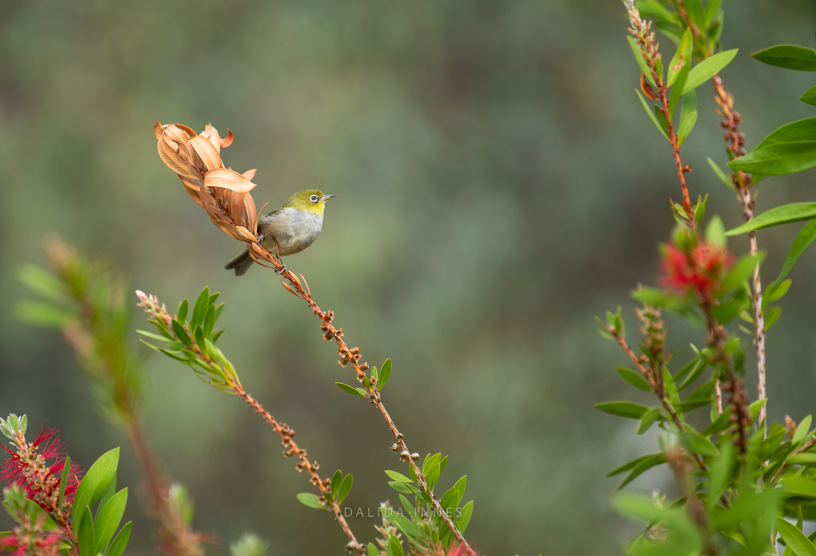 White-eyes