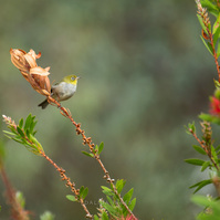 White-eyes