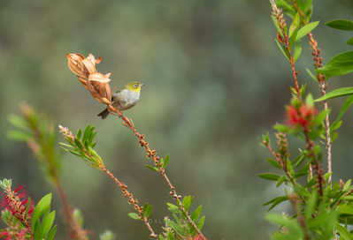 White-eyes