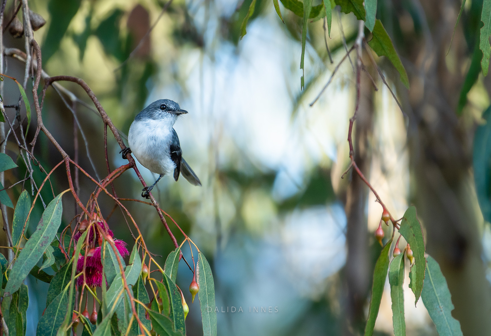 White-Robin