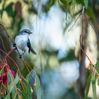 White-Robin