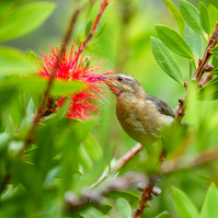 Spine-bill juvenile