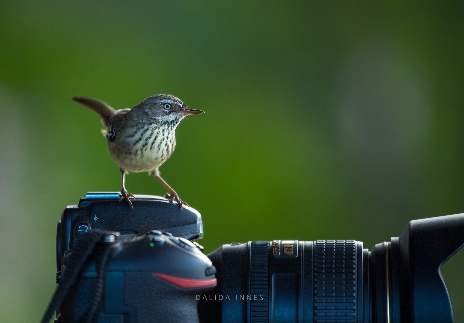 White-browed Scrubwren