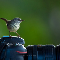 White-browed Scrubwren