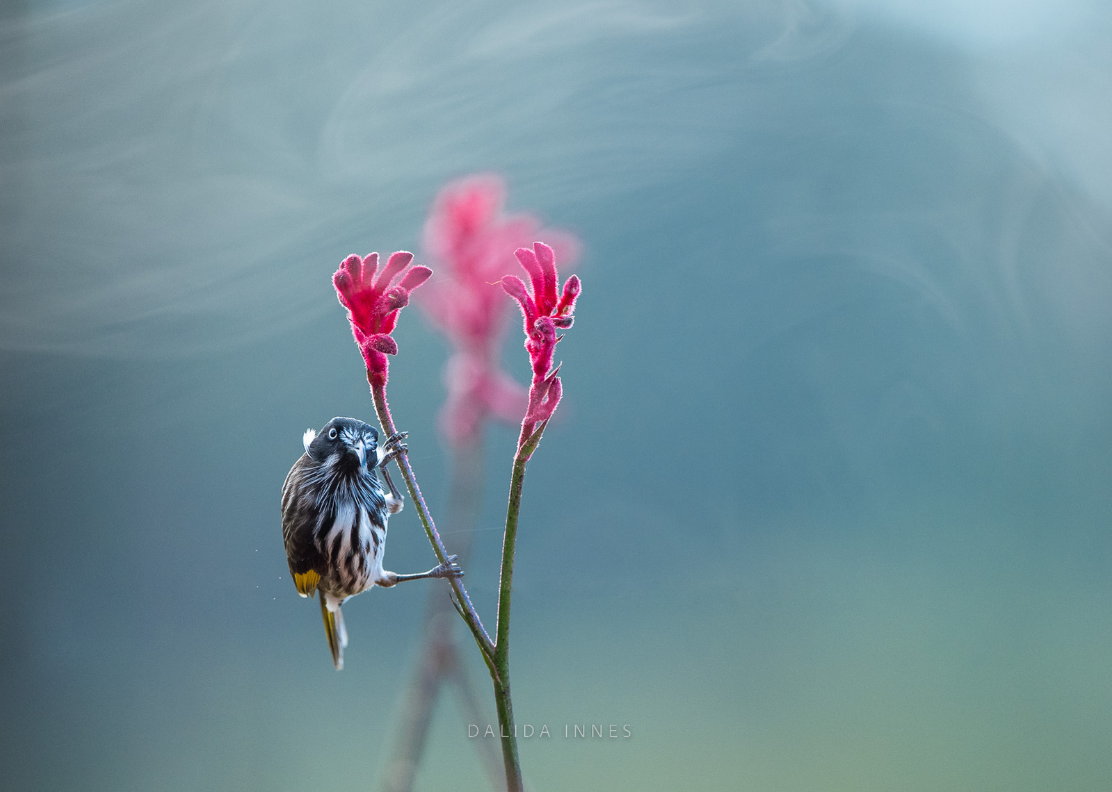 New Holland Honeyeater