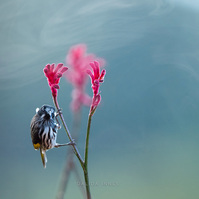 New Holland Honeyeater