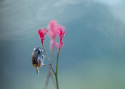 New Holland Honeyeater