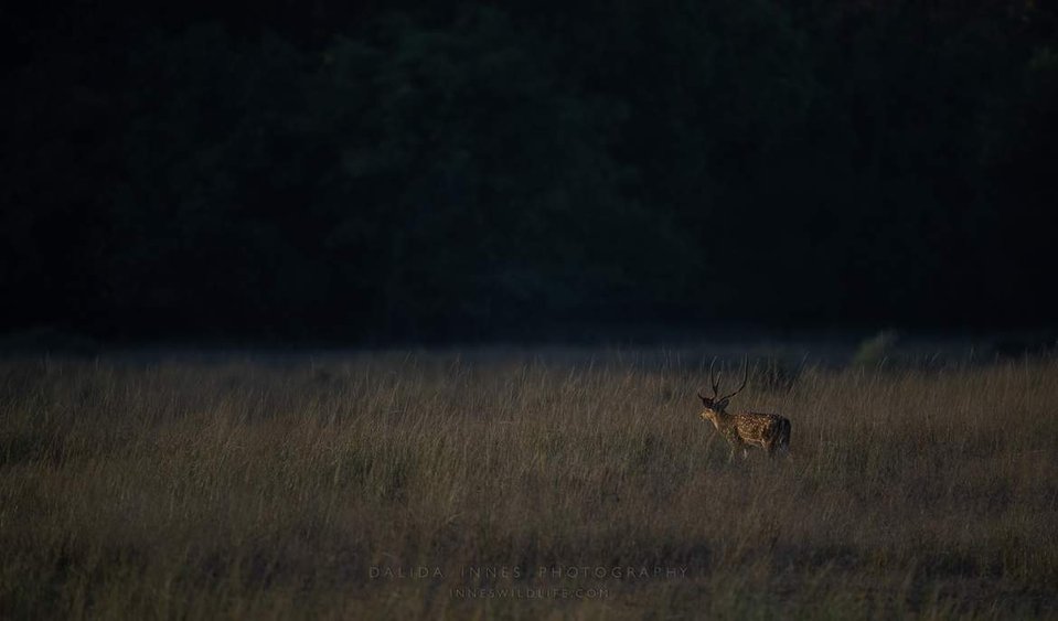 One of the favourite prey of the tiger, the spotted deer