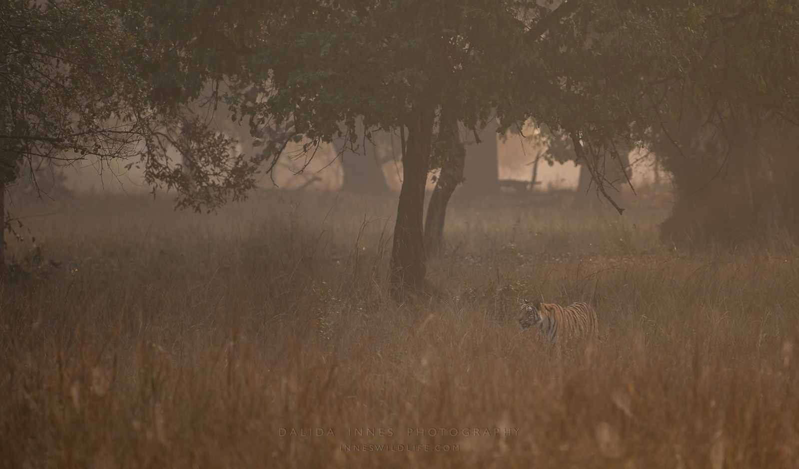 Tiger in the beautiful landscape of Bandhavgarh National Park, India 