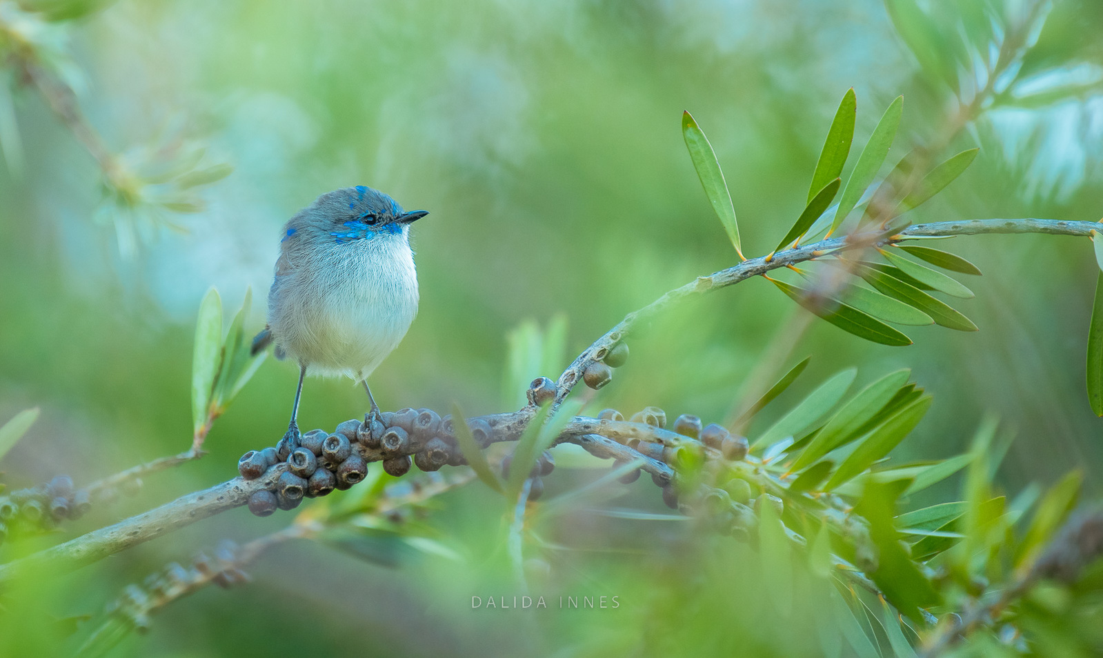 Splendid Fairywren male 