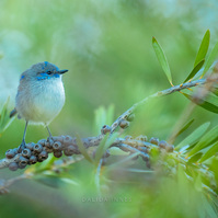 Splendid Fairywren male 