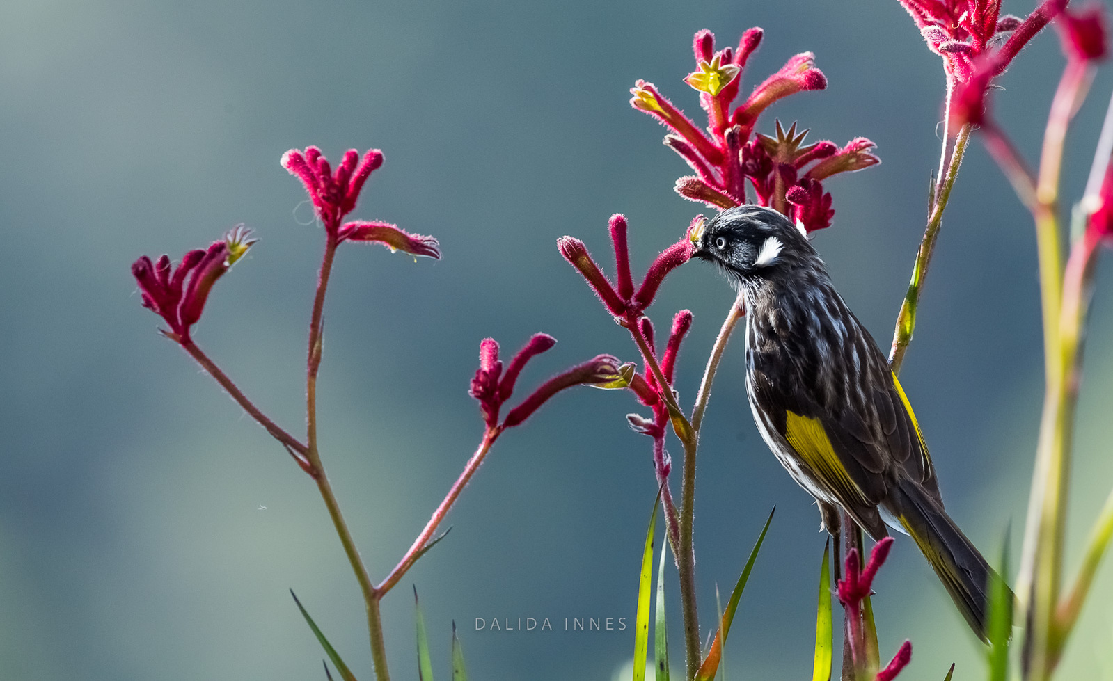 New Holland Honeyeater