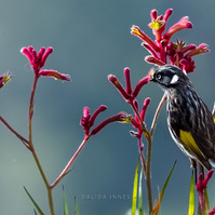 New Holland Honeyeater