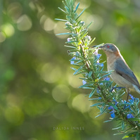 Spine-bill  juvenile