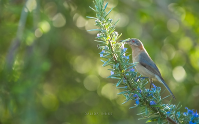 Spine-bill  juvenile