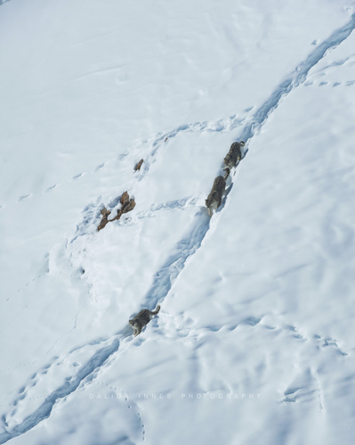 Snow leopard and cubs