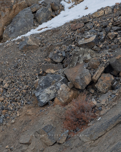 Snow leopard and her cub