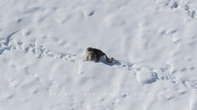Snow leopard