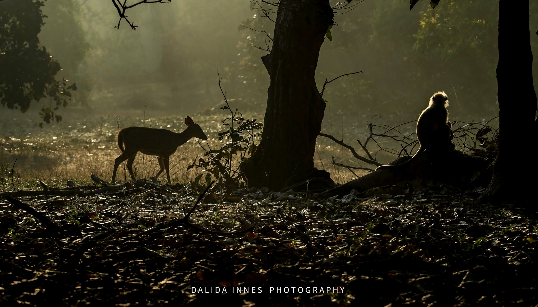 a spotted deer and a langur in the early hours