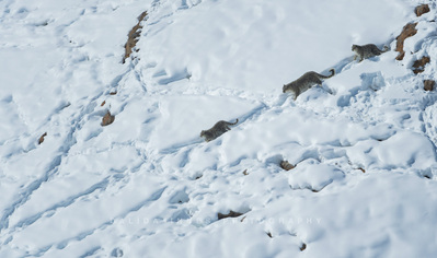 Snow leopard and cubs
