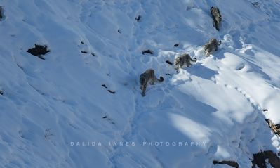 Snow leopard and cubs