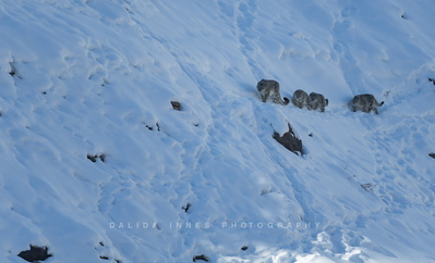 Snow leopard and cubs