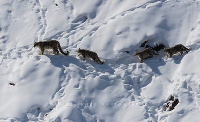 Snow leopard and cubs
