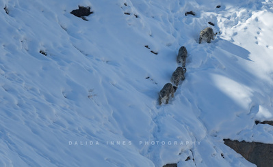 Female Snow leopard and her cubs joining me