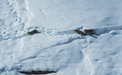 Snow leopard and cubs