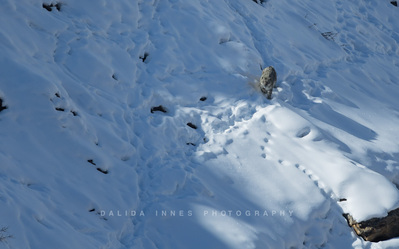 Snow Leopard 