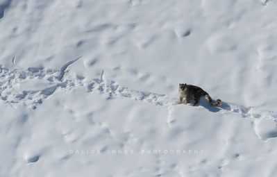 Snow Leopard