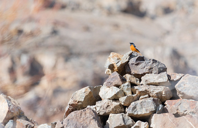 Himalayan bird