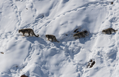 Snow leopard and cubs