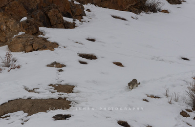 The female snow leopard joining her cubs after an unsuccessful hunt