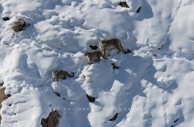 Snow leopard and cubs